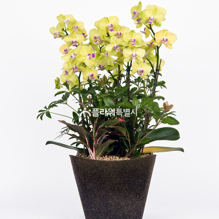상세이미지
