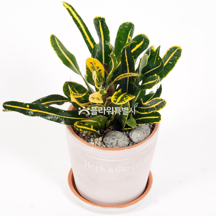 상세이미지
