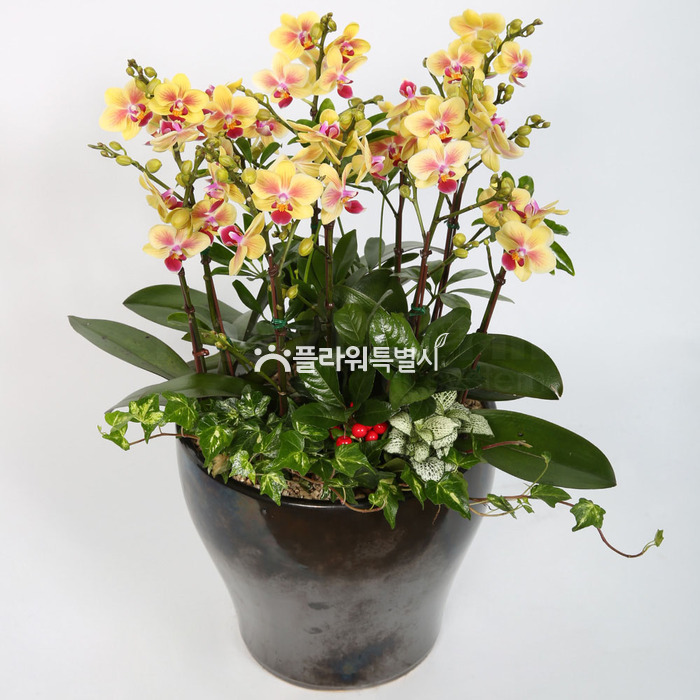 상세이미지