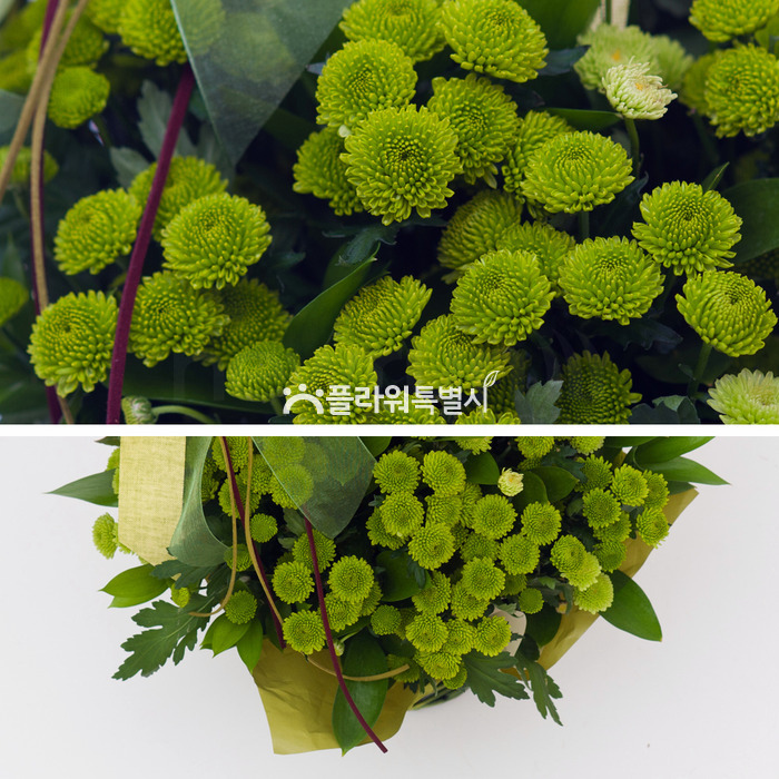 상세이미지