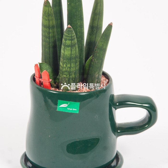 상세이미지