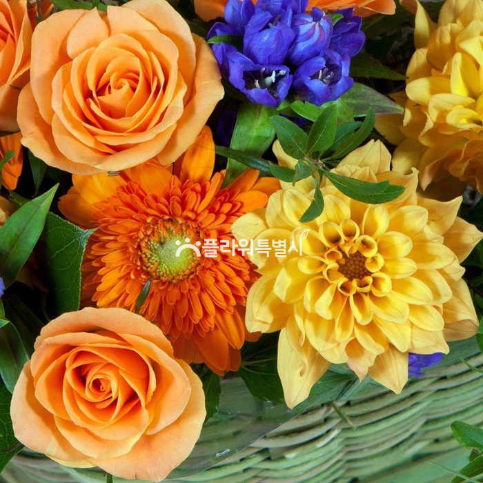 상세이미지