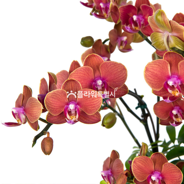 상세이미지
