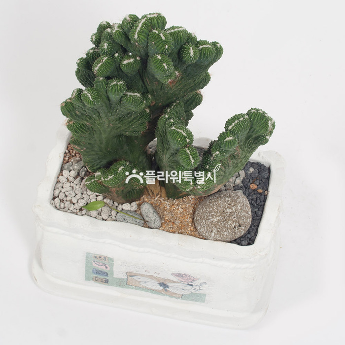 상세이미지