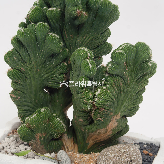 상세이미지