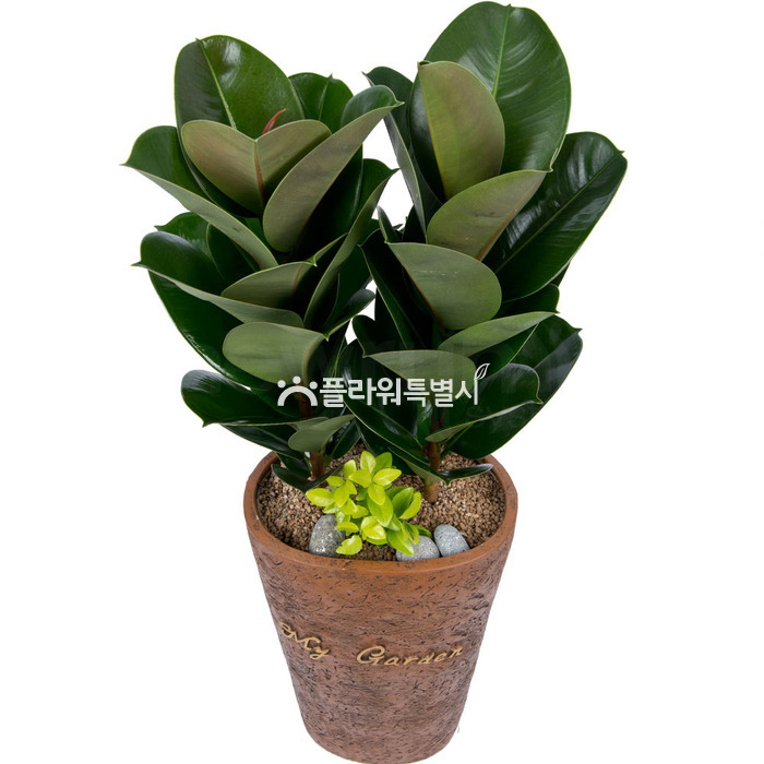 상세이미지