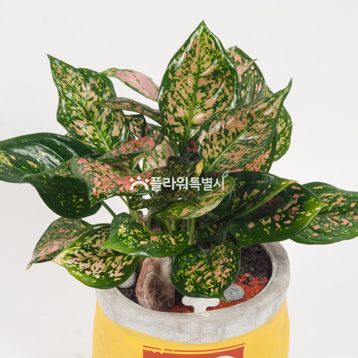 상세이미지