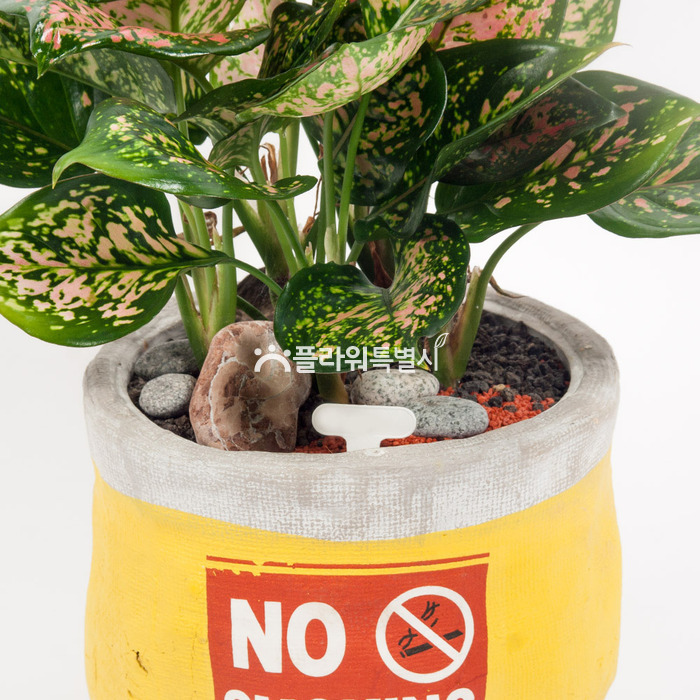 상세이미지