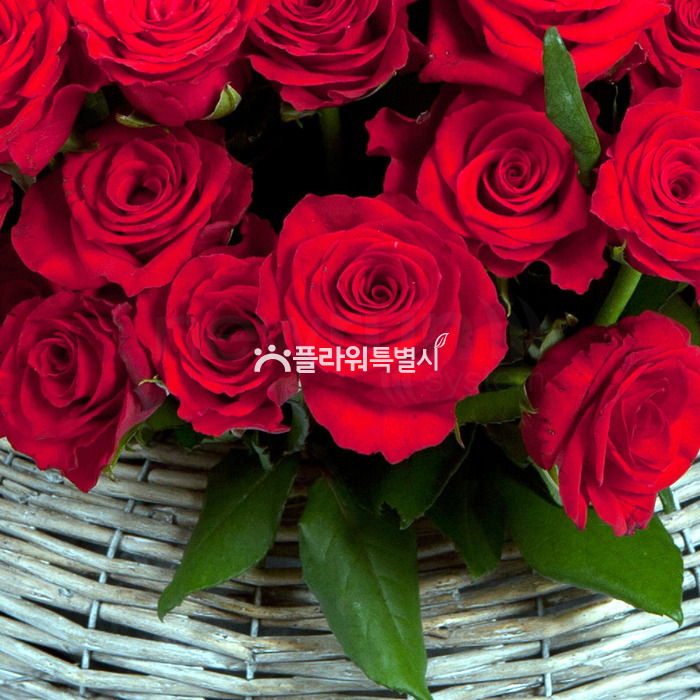 상세이미지