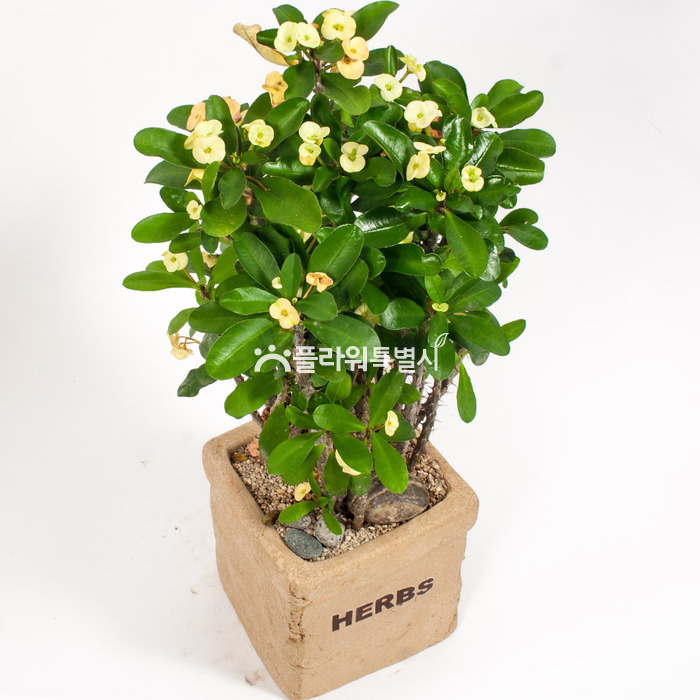 상세이미지