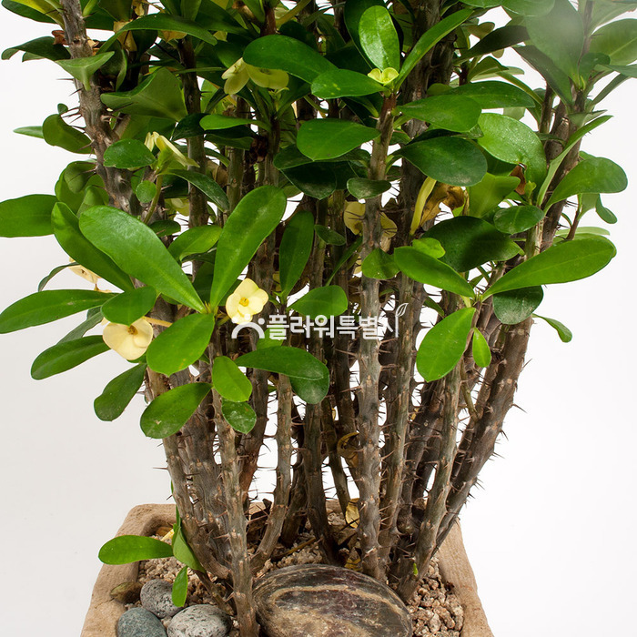 상세이미지