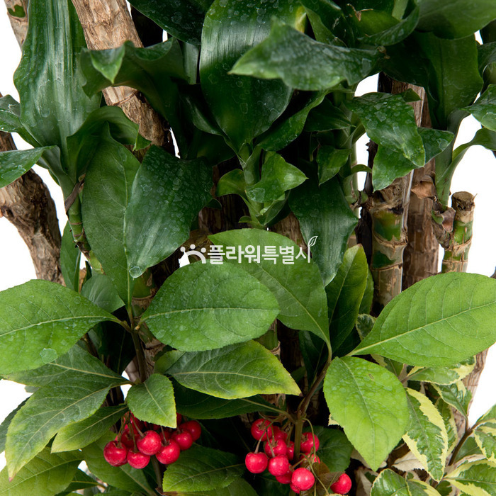 상세이미지