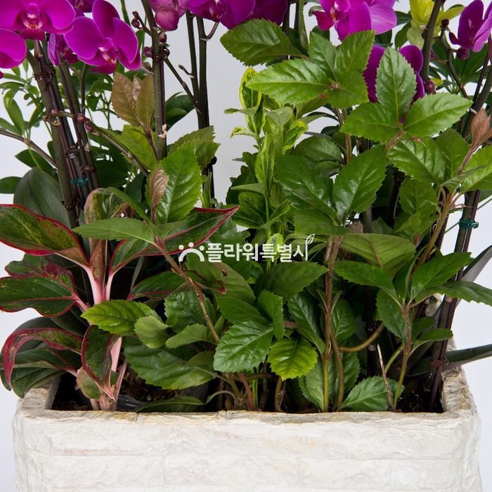 상세이미지
