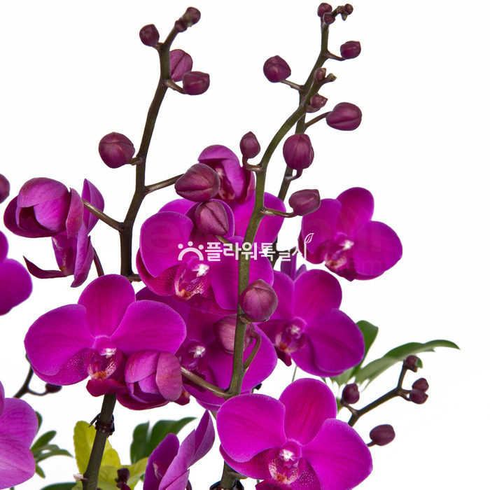 상세이미지