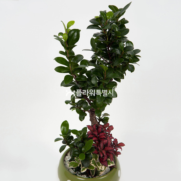 상세이미지