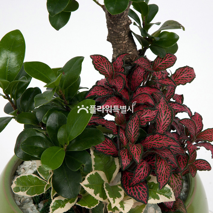 상세이미지