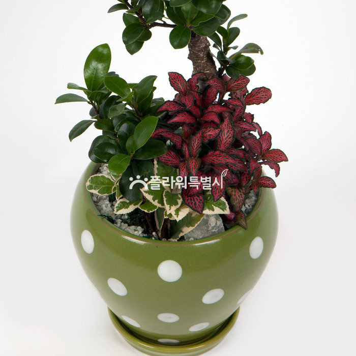 상세이미지
