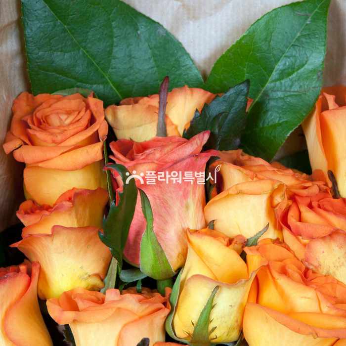 상세이미지