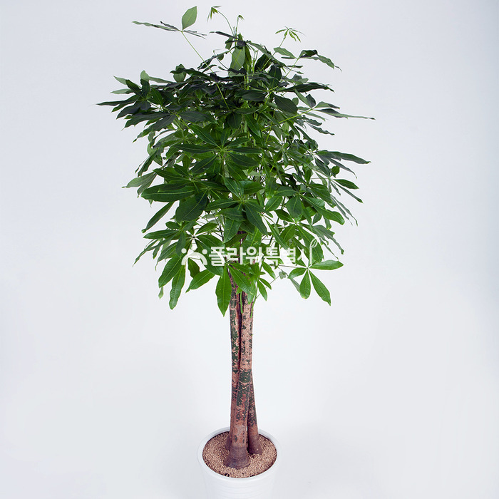 상세이미지