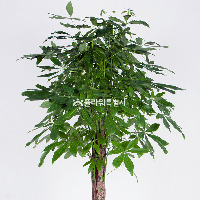 상세이미지