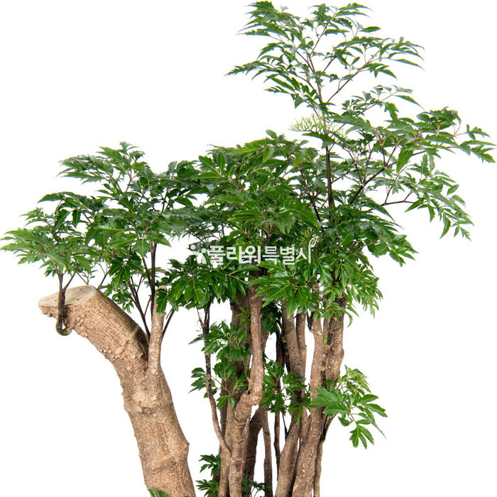 상세이미지