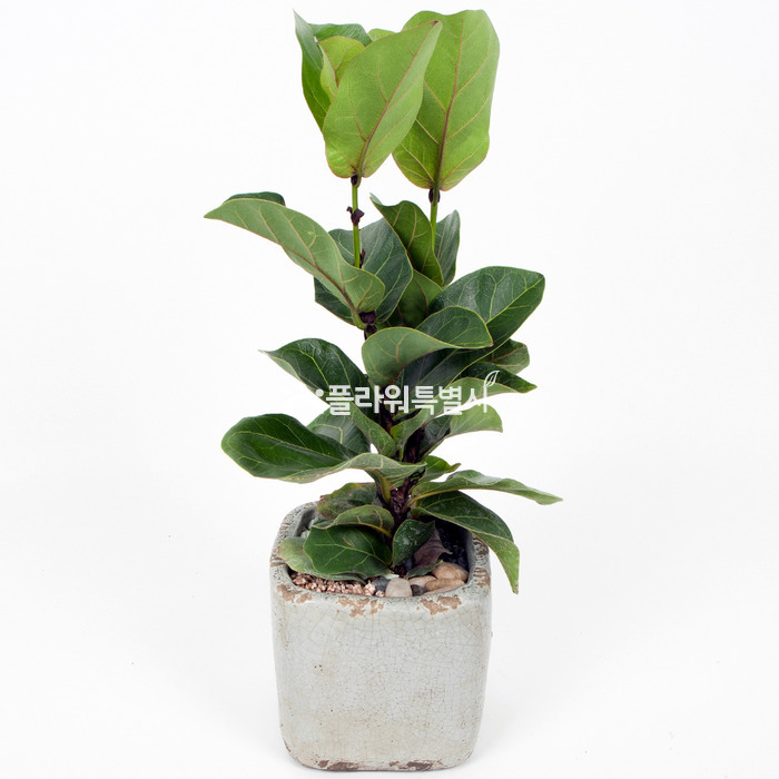 상세이미지