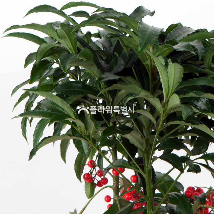 상세이미지