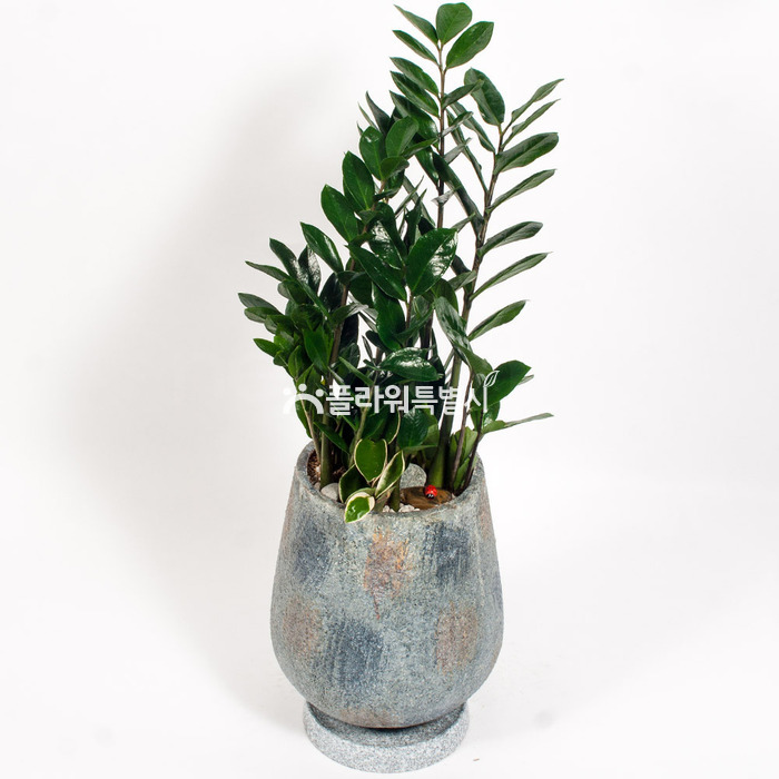 상세이미지