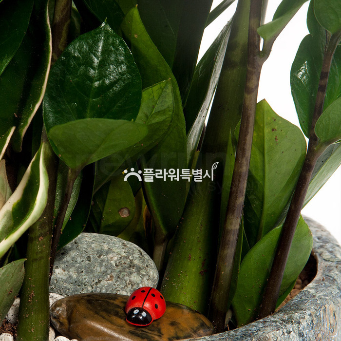 상세이미지