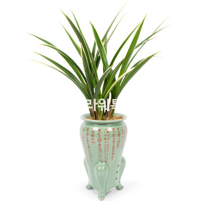 해란일향청자분2