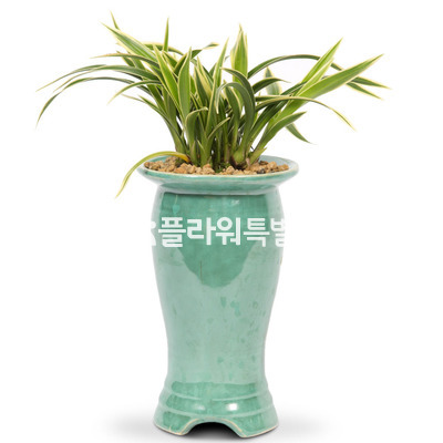 대국청자분1
