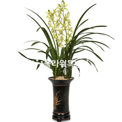 동양란교배종(계절상품)