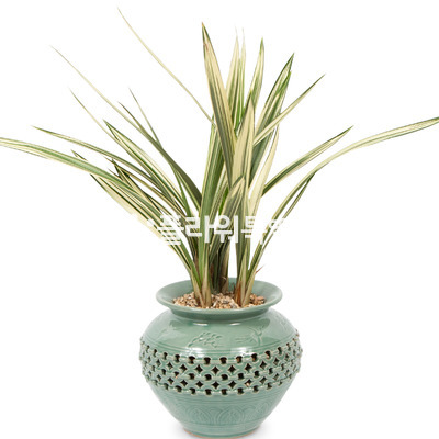 살마금낮은투각분