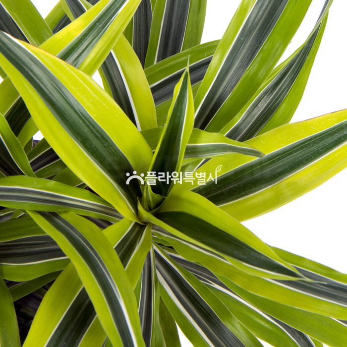 상세이미지