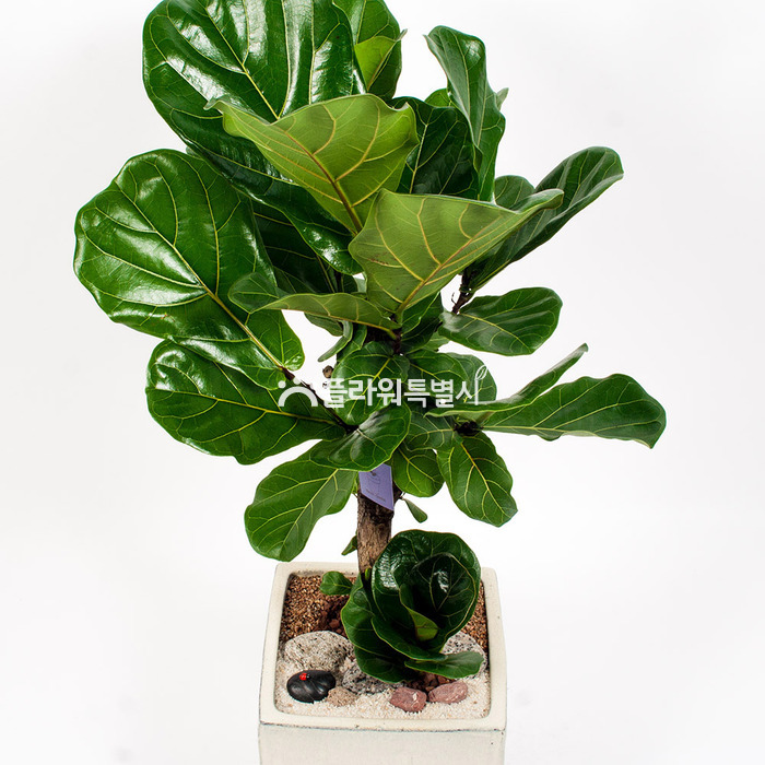 상세이미지