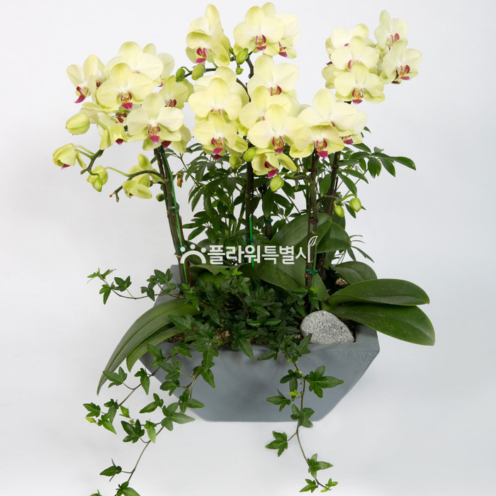 상세이미지