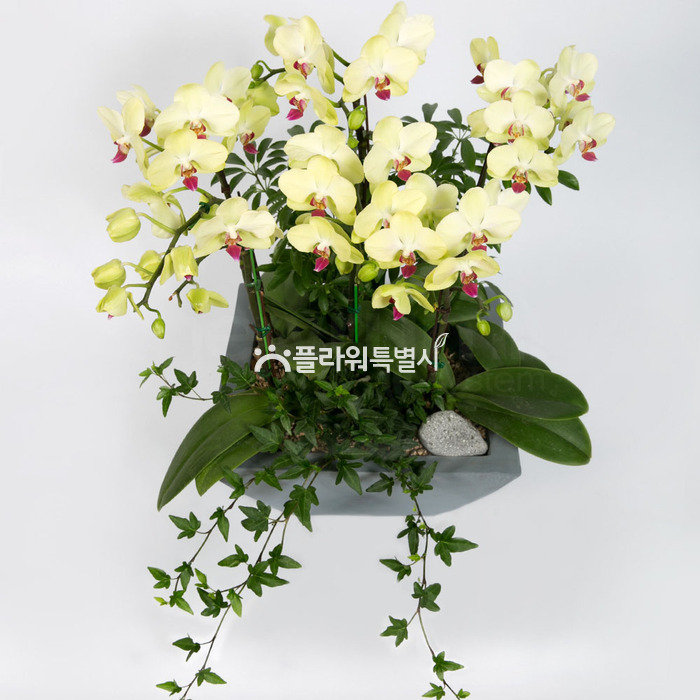 상세이미지