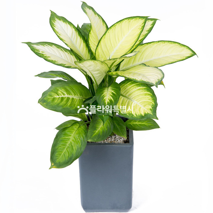 상세이미지