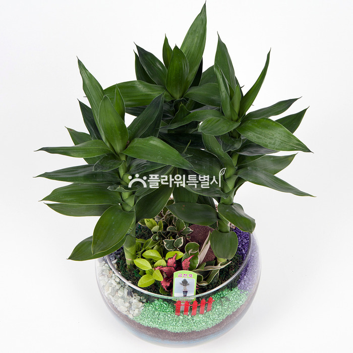 상세이미지