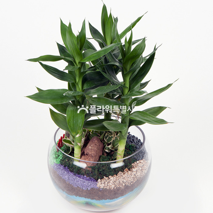 상세이미지