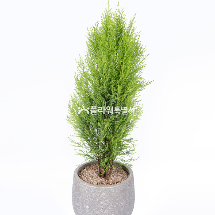 상세이미지