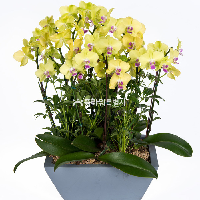 상세이미지