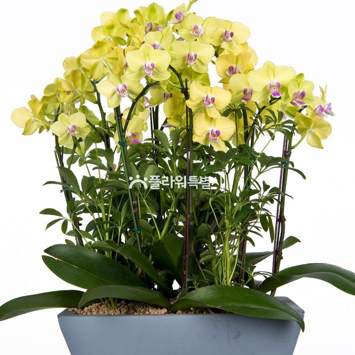 상세이미지