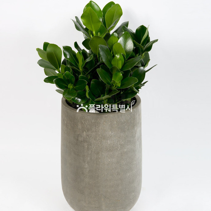 상세이미지