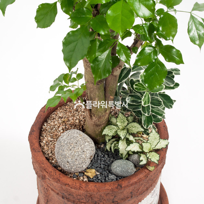 상세이미지