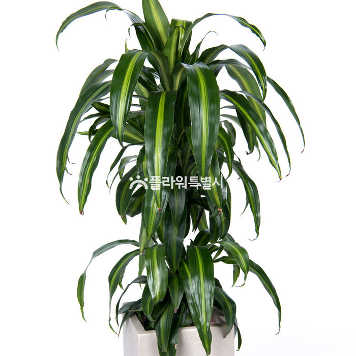 상세이미지