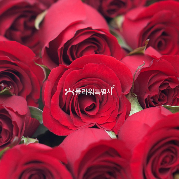 상세이미지