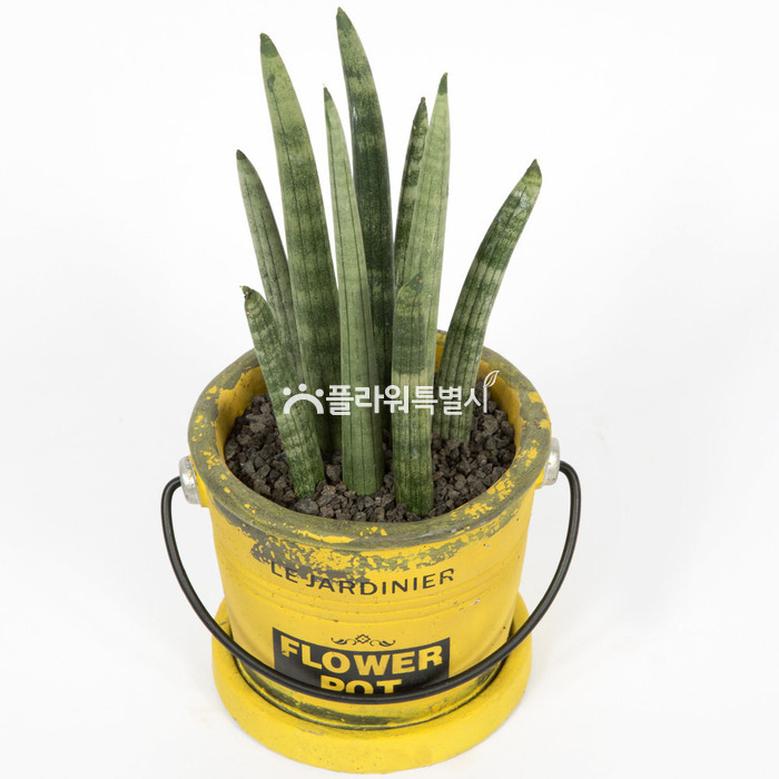 상세이미지