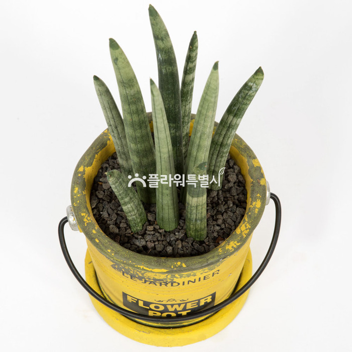 상세이미지