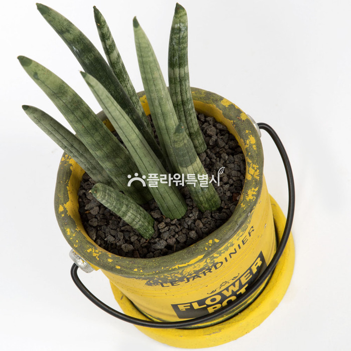 상세이미지